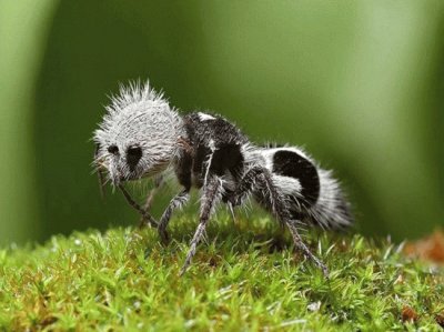 Formica panda