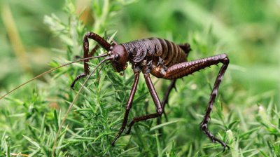 Gigante weta jigsaw puzzle