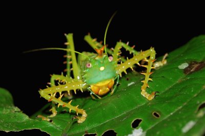 Grillo di arbusto spinoso