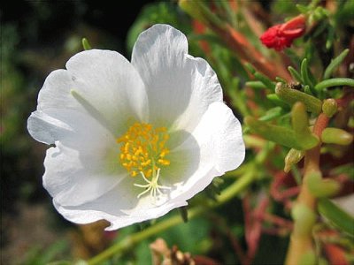 Amapola blanca