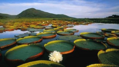 Brasil