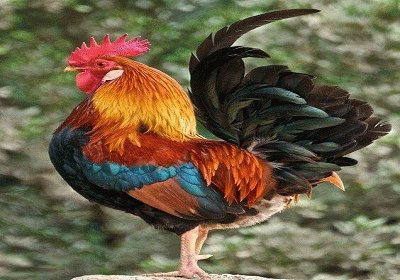 פאזל של Gallo