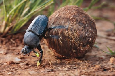 Scarabeo stercorario