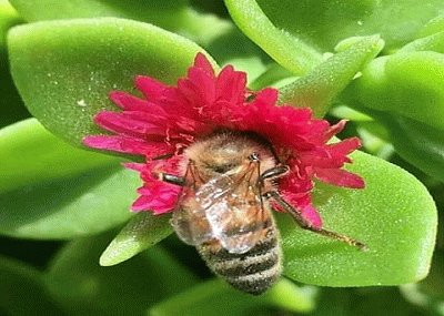 abeja