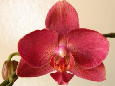 orquidea 1 jigsaw puzzle