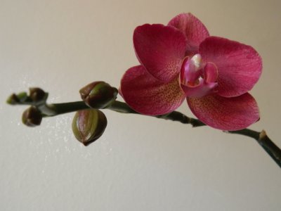 פאזל של orquidea 2