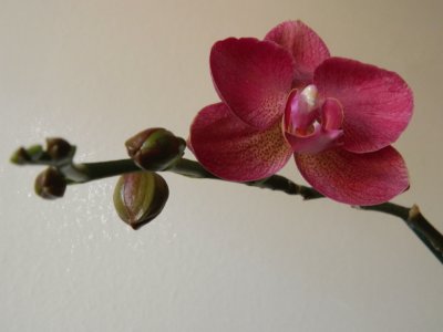 orquidea 2