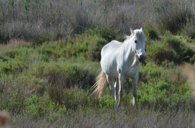 פאזל של Wild Horse