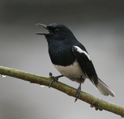 Oriental magpie robin
