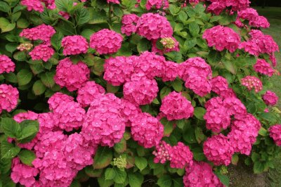 Hortensia