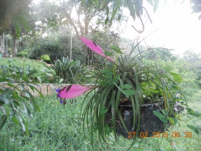 Plumitas rosadas (bromelia)