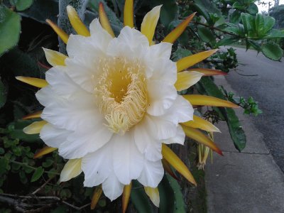 פאזל של Flor de la Pitahaya (Arbelaez)