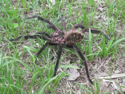 ARAÃ‘A