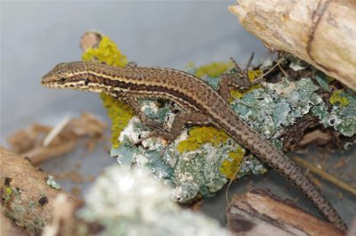 le lÃ©zard des murailles