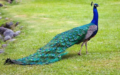 פאזל של peacock