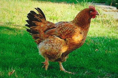 Hen