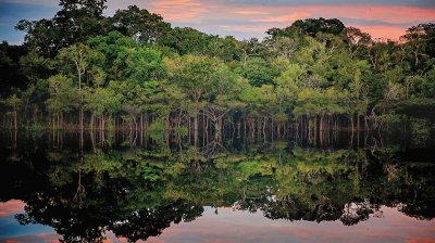 trees jigsaw puzzle