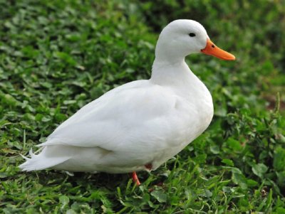 Duck