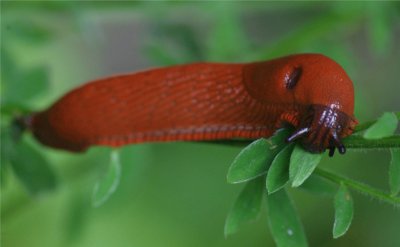 la limace