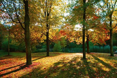 Bosque jigsaw puzzle