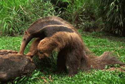 Anteater jigsaw puzzle