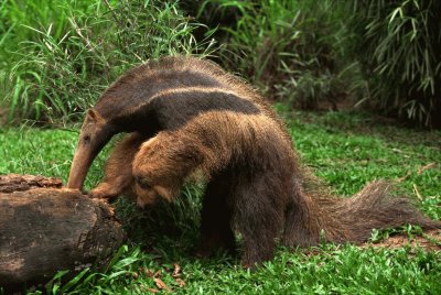 Anteater