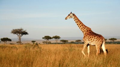 Giraffe jigsaw puzzle