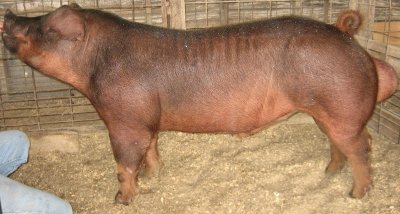 pig