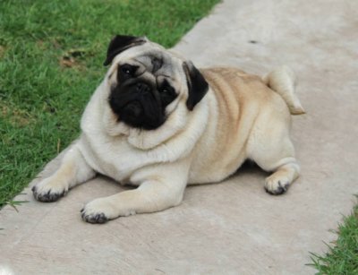 PUG FINO