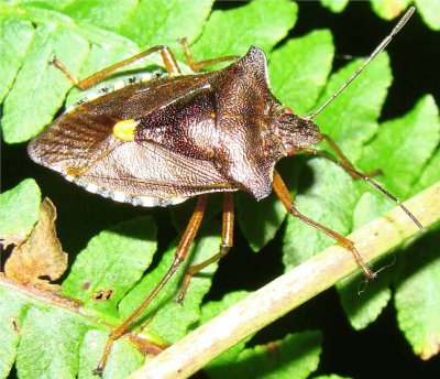 le pentatome Ã  pattes fauves