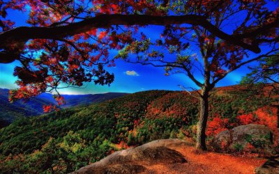 Trees