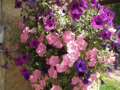 Petunias