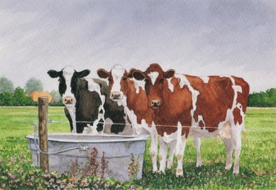 cow jigsaw puzzle