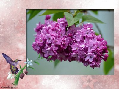 FRAMED LILACS