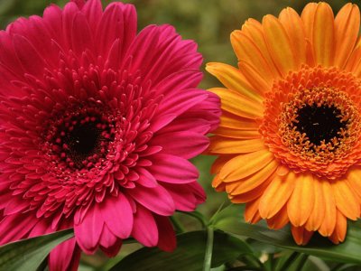 פאזל של PRETTY GERBERAS