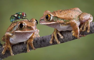 TWO FROGS jigsaw puzzle