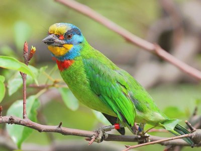 BEAUTIFUL BIRD jigsaw puzzle