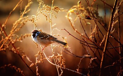 פאזל של Moineau