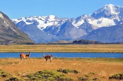 Argentine Guanacos jigsaw puzzle