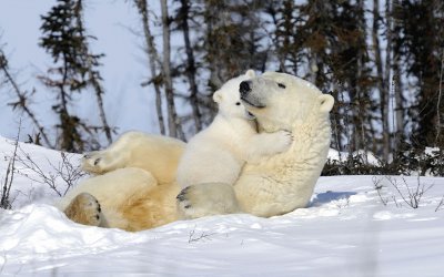 Ours polaires