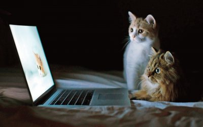 Chats ordinateur