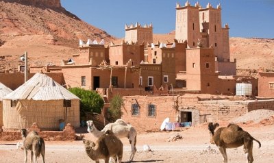 Maroc dromadaires