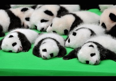 פאזל של pandas