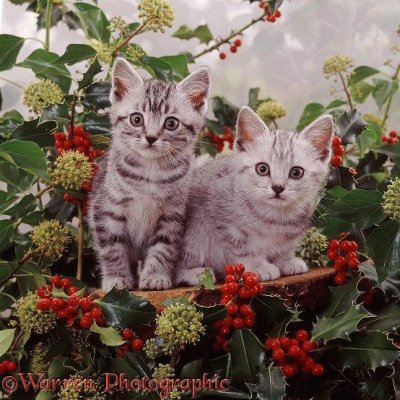 Cats jigsaw puzzle