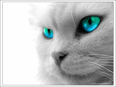 Chat yeux bleus