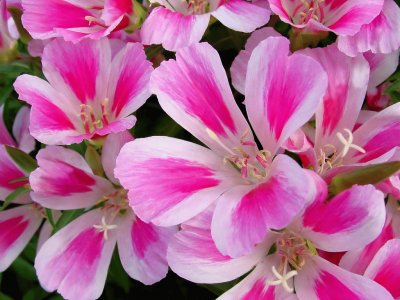 Godetia