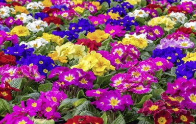 פאזל של Amazing Colorful Flowers