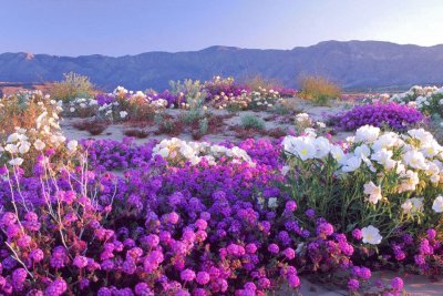 פאזל של Wild Flowers-Anza-Borrego State Park, CA