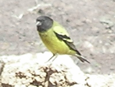Lucherino abissino