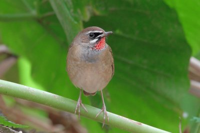 Calliope siberiana